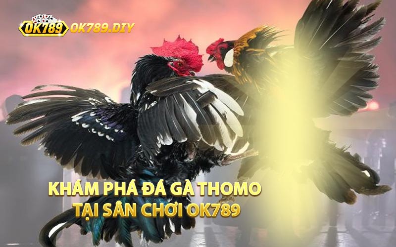 Khám Phá Đá Gà Thomo Tại Sân Chơi OK789